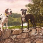 Paws & Tails Pet Photography