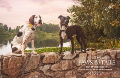 Paws & Tails Pet Photography