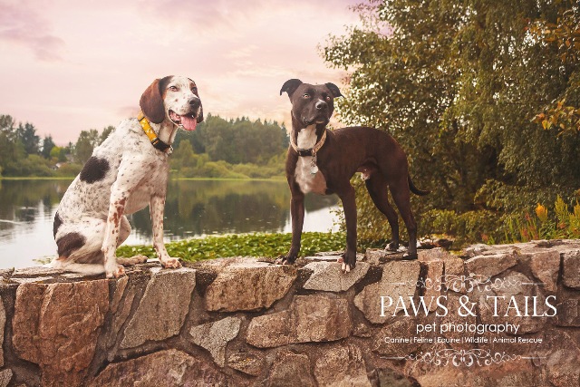 Paws & Tails Pet Photography