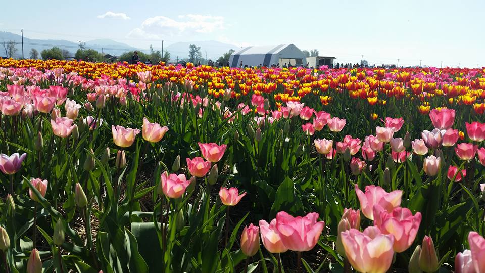 Abbotsford Tulip Festival
