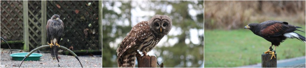 The Raptors Wildlife Refuge