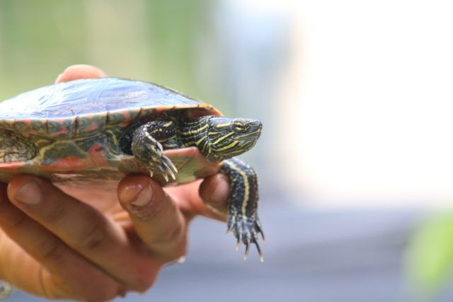 Western Painted Turtle